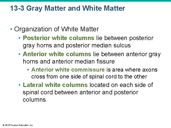 13 -3 Gray Matter and White Matter • Organization of White Matter • Posterior