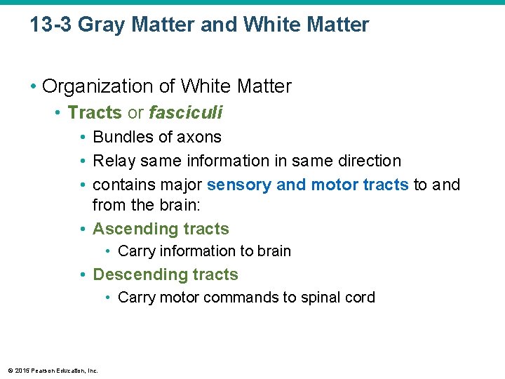 13 -3 Gray Matter and White Matter • Organization of White Matter • Tracts