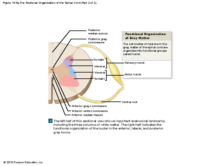 Figure 13 -5 a The Sectional Organization of the Spinal Cord (Part 2 of