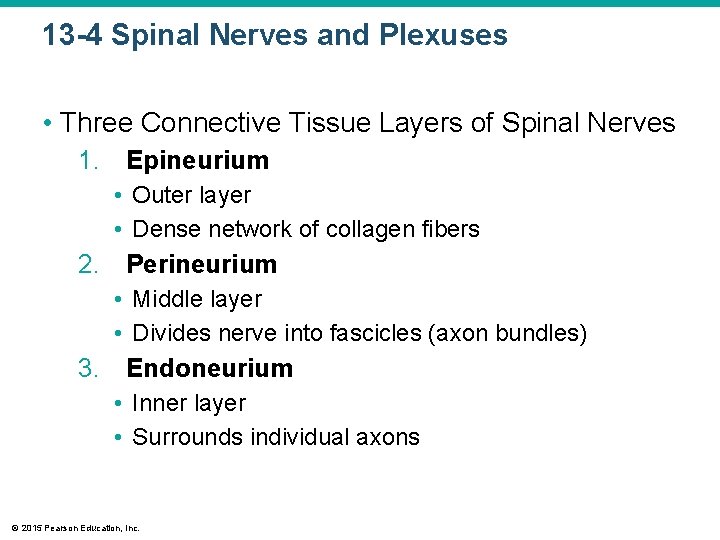 13 -4 Spinal Nerves and Plexuses • Three Connective Tissue Layers of Spinal Nerves