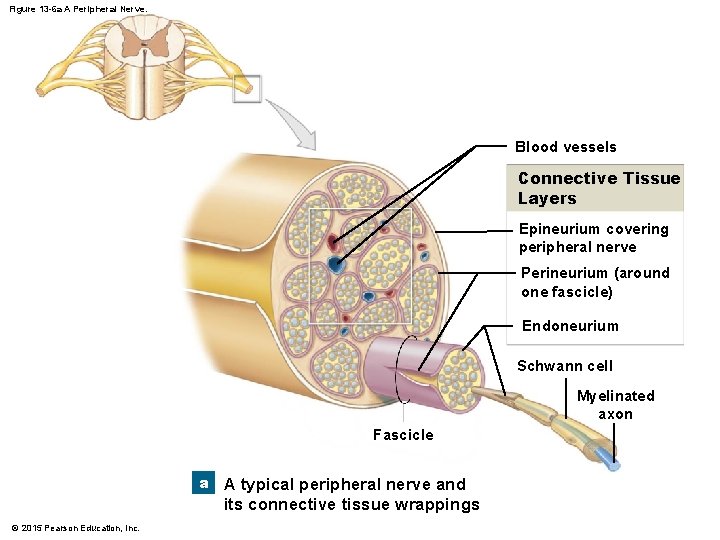 Figure 13 -6 a A Peripheral Nerve. Blood vessels Connective Tissue Layers Epineurium covering