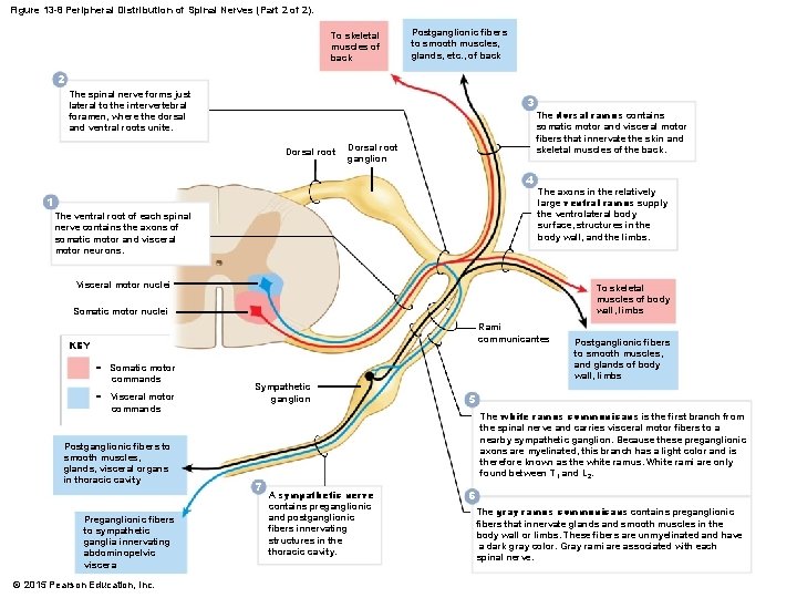 Figure 13 -8 Peripheral Distribution of Spinal Nerves (Part 2 of 2). To skeletal