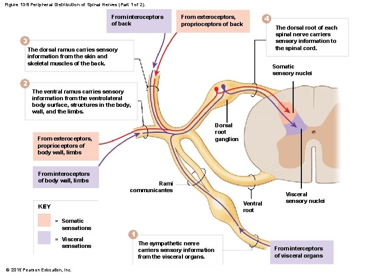 Figure 13 -8 Peripheral Distribution of Spinal Nerves (Part 1 of 2). From interoceptors