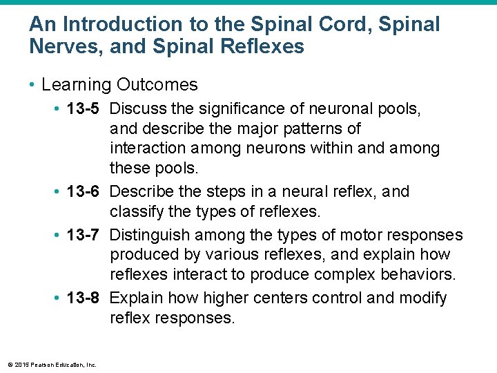 An Introduction to the Spinal Cord, Spinal Nerves, and Spinal Reflexes • Learning Outcomes