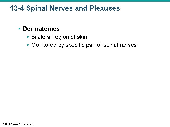 13 -4 Spinal Nerves and Plexuses • Dermatomes • Bilateral region of skin •