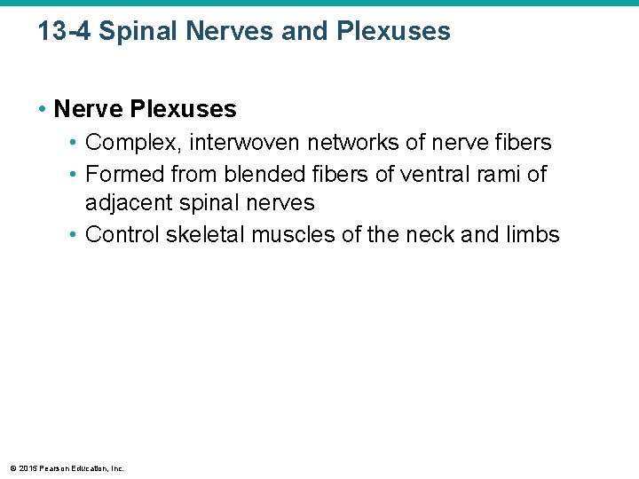 13 -4 Spinal Nerves and Plexuses • Nerve Plexuses • Complex, interwoven networks of