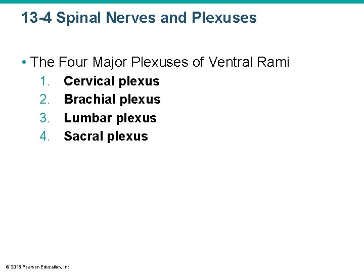 13 -4 Spinal Nerves and Plexuses • The Four Major Plexuses of Ventral Rami