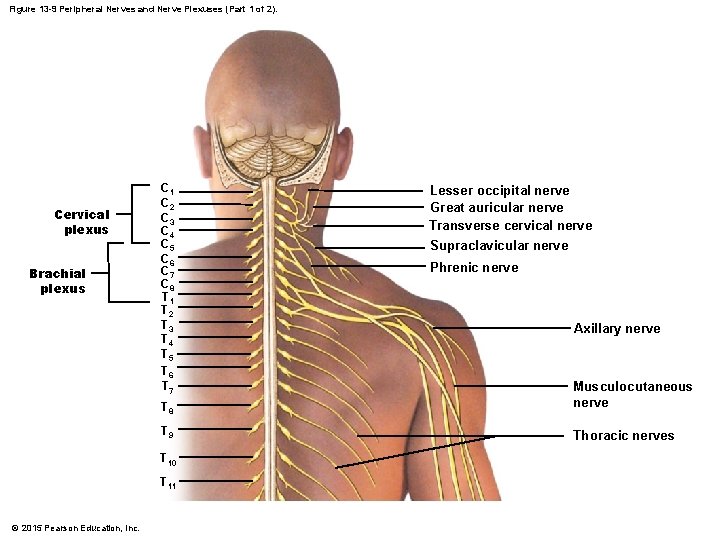 Figure 13 -9 Peripheral Nerves and Nerve Plexuses (Part 1 of 2). Cervical plexus