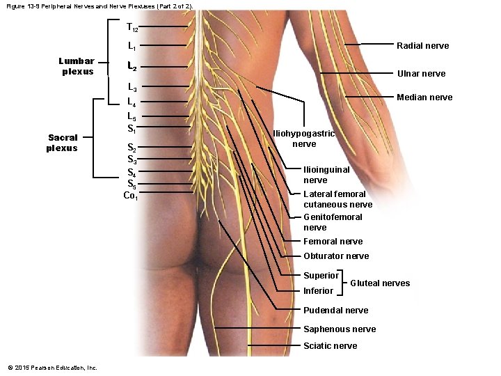 Figure 13 -9 Peripheral Nerves and Nerve Plexuses (Part 2 of 2). T 12