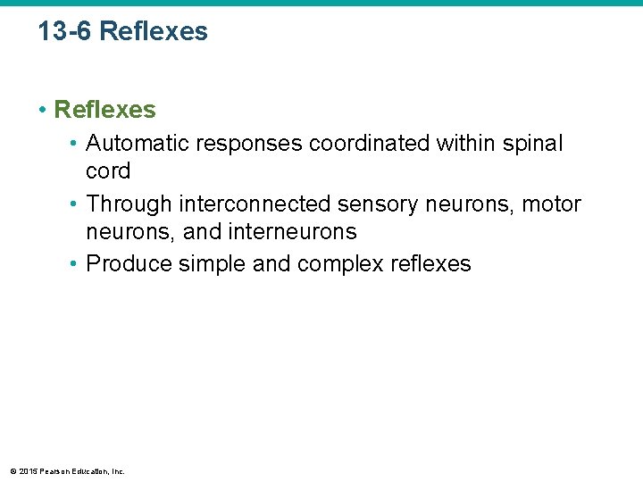 13 -6 Reflexes • Automatic responses coordinated within spinal cord • Through interconnected sensory