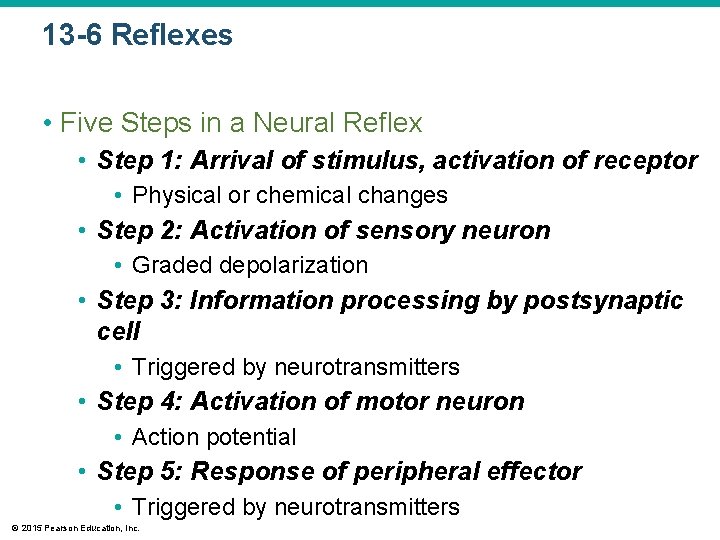 13 -6 Reflexes • Five Steps in a Neural Reflex • Step 1: Arrival