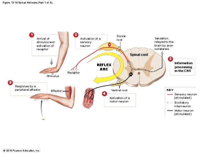 Figure 13 -14 Spinal Reflexes (Part 1 of 4). 1 Arrival of stimulus and