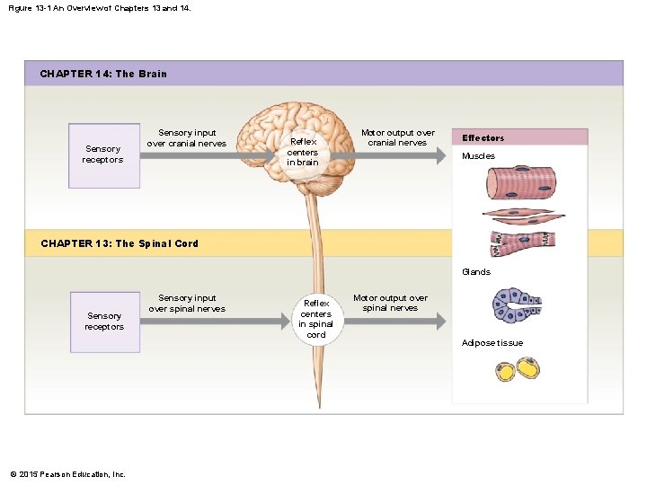 Figure 13 -1 An Overview of Chapters 13 and 14. CHAPTER 14: The Brain