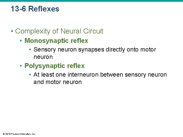 13 -6 Reflexes • Complexity of Neural Circuit • Monosynaptic reflex • Sensory neuron