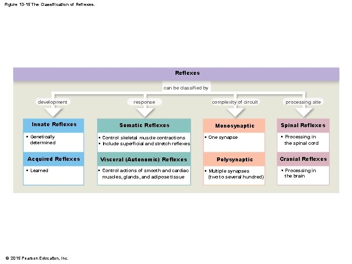 Figure 13 -15 The Classification of Reflexes can be classified by development Innate Reflexes