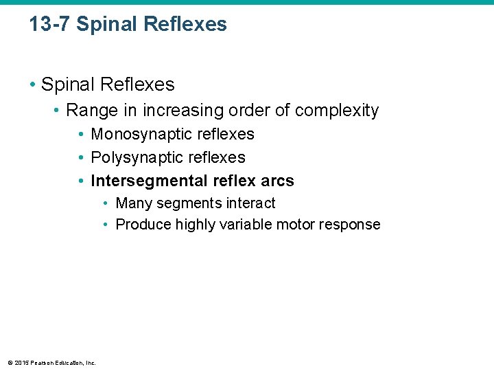 13 -7 Spinal Reflexes • Range in increasing order of complexity • Monosynaptic reflexes