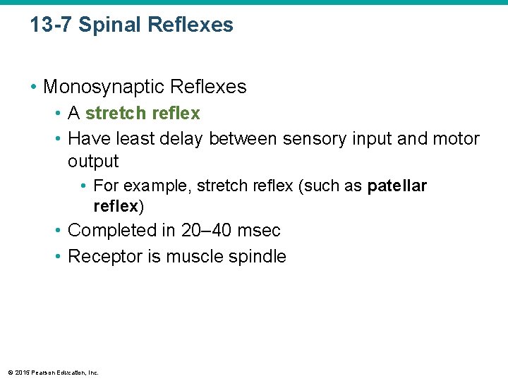 13 -7 Spinal Reflexes • Monosynaptic Reflexes • A stretch reflex • Have least