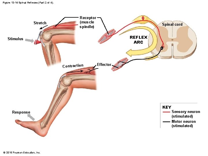 Figure 13 -14 Spinal Reflexes (Part 2 of 4). Stretch Receptor (muscle spindle) Spinal