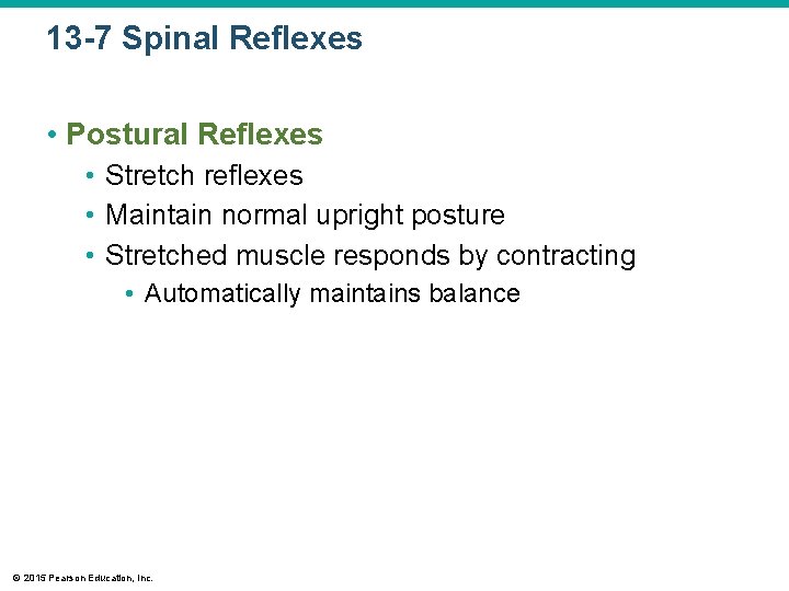 13 -7 Spinal Reflexes • Postural Reflexes • Stretch reflexes • Maintain normal upright