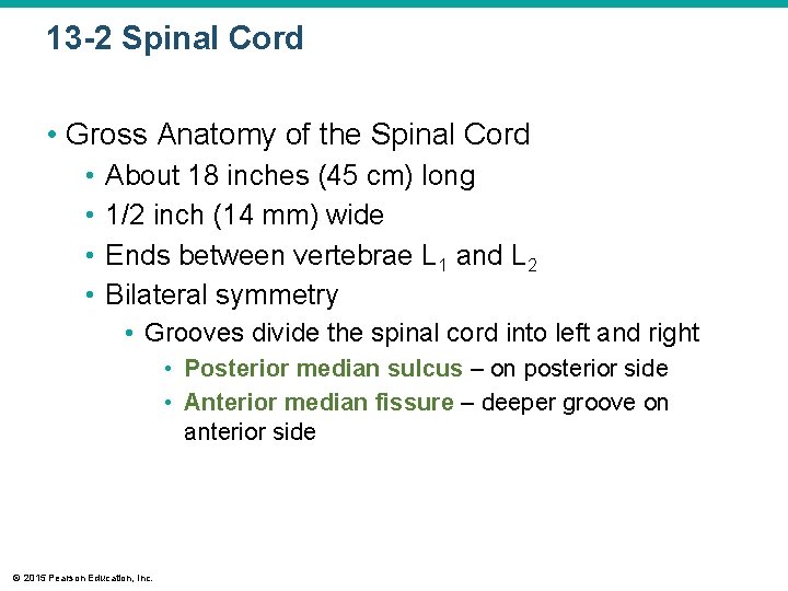 13 -2 Spinal Cord • Gross Anatomy of the Spinal Cord • • About