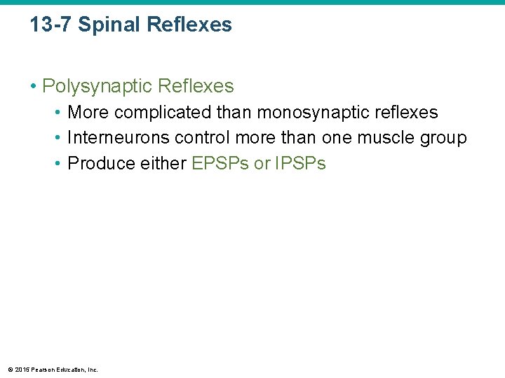 13 -7 Spinal Reflexes • Polysynaptic Reflexes • More complicated than monosynaptic reflexes •