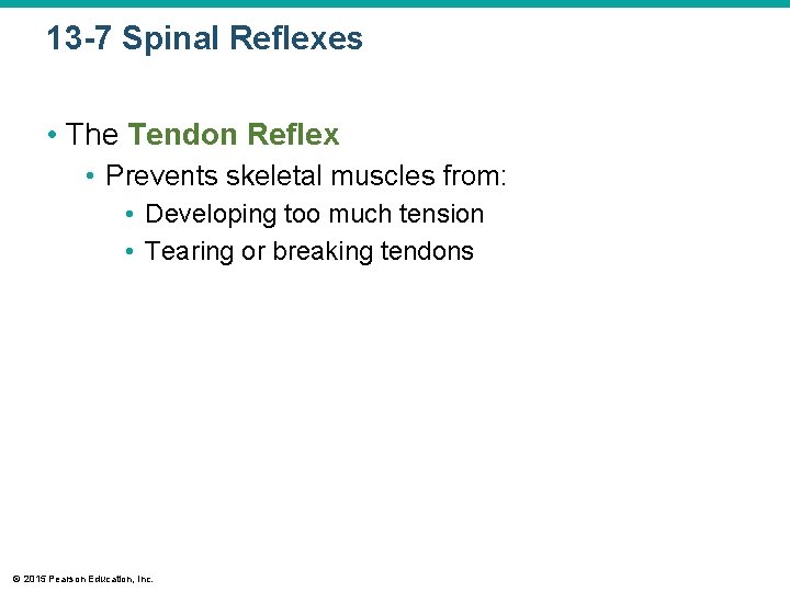 13 -7 Spinal Reflexes • The Tendon Reflex • Prevents skeletal muscles from: •