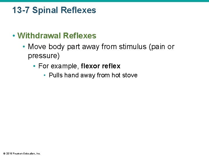 13 -7 Spinal Reflexes • Withdrawal Reflexes • Move body part away from stimulus