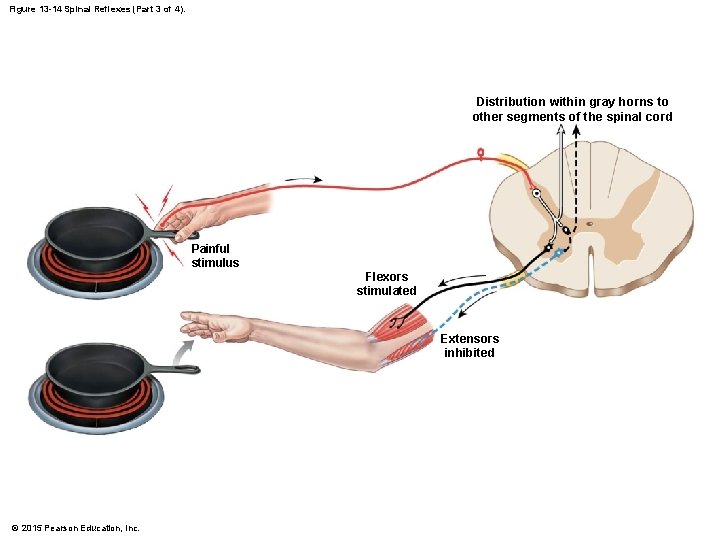 Figure 13 -14 Spinal Reflexes (Part 3 of 4). Distribution within gray horns to