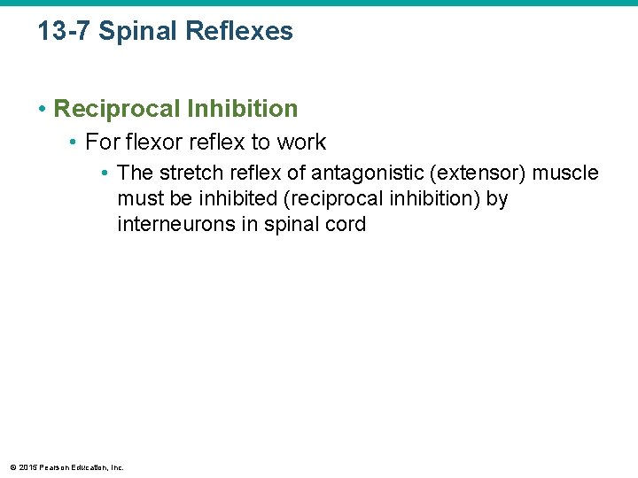 13 -7 Spinal Reflexes • Reciprocal Inhibition • For flexor reflex to work •