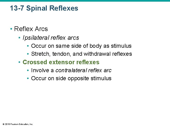 13 -7 Spinal Reflexes • Reflex Arcs • Ipsilateral reflex arcs • Occur on