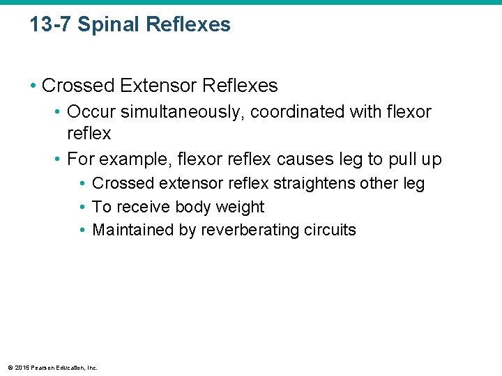 13 -7 Spinal Reflexes • Crossed Extensor Reflexes • Occur simultaneously, coordinated with flexor