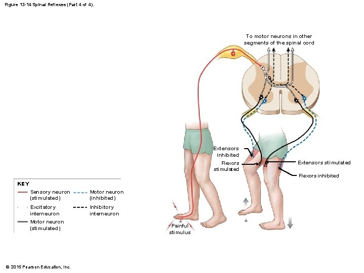 Figure 13 -14 Spinal Reflexes (Part 4 of 4). To motor neurons in other
