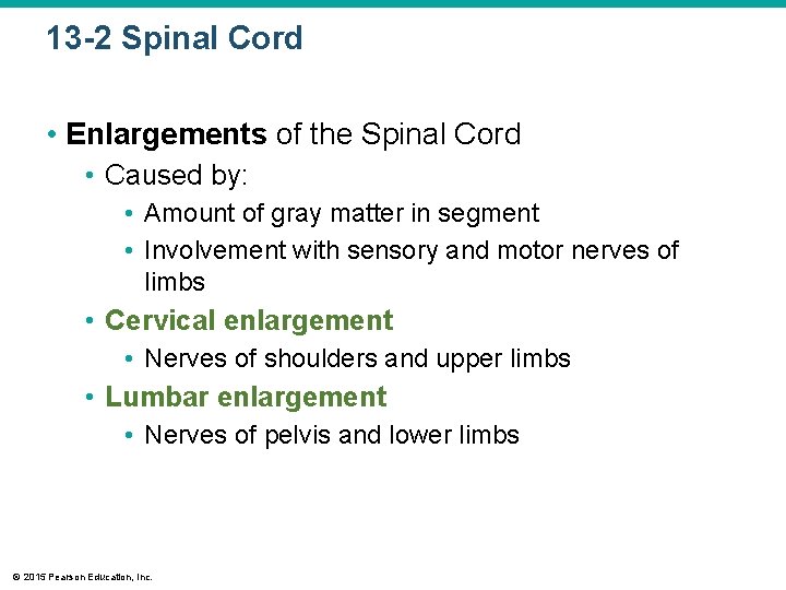 13 -2 Spinal Cord • Enlargements of the Spinal Cord • Caused by: •