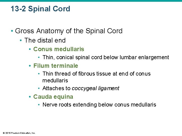 13 -2 Spinal Cord • Gross Anatomy of the Spinal Cord • The distal
