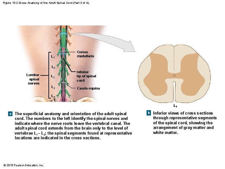 Figure 13 -2 Gross Anatomy of the Adult Spinal Cord (Part 3 of 4).