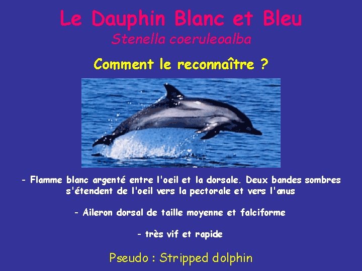 Le Dauphin Blanc et Bleu Stenella coeruleoalba Comment le reconnaître ? - Flamme blanc