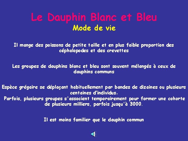 Le Dauphin Blanc et Bleu Mode de vie Il mange des poissons de petite