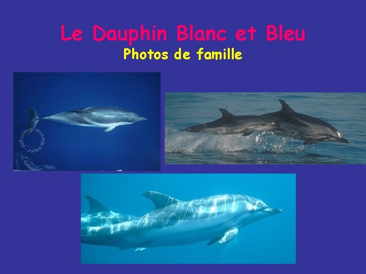 Le Dauphin Blanc et Bleu Photos de famille 