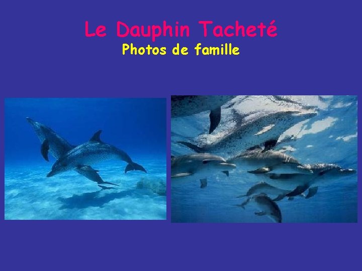 Le Dauphin Tacheté Photos de famille 