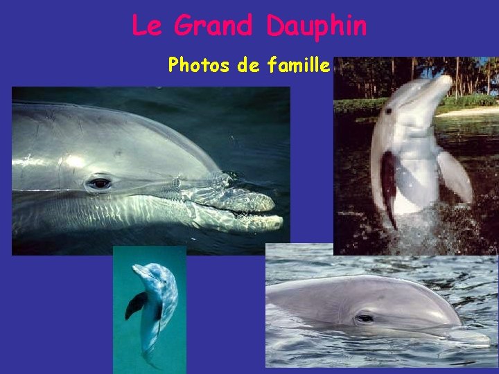 Le Grand Dauphin Photos de famille 