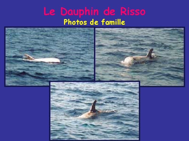 Le Dauphin de Risso Photos de famille 