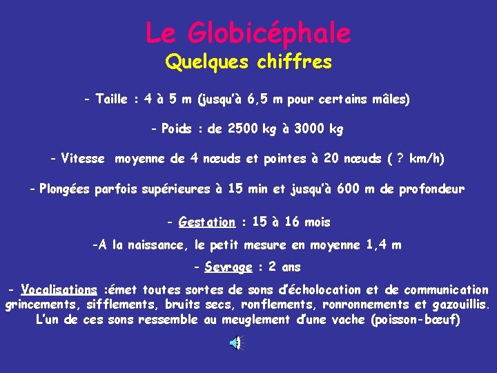 Le Globicéphale Quelques chiffres - Taille : 4 à 5 m (jusqu’à 6, 5