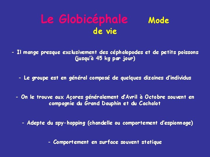 Le Globicéphale de vie Mode - Il mange presque exclusivement des céphalopodes et de