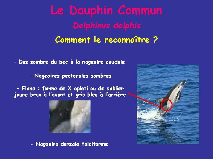 Le Dauphin Commun Delphinus delphis Comment le reconnaître ? - Dos sombre du bec