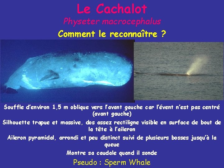 Le Cachalot Physeter macrocephalus Comment le reconnaître ? Souffle d’environ 1, 5 m oblique