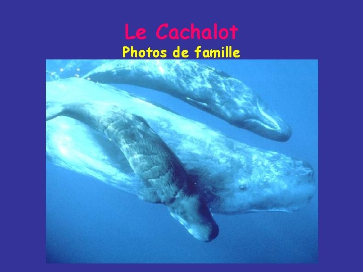 Le Cachalot Photos de famille 