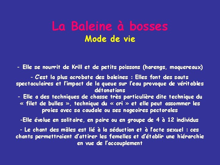 La Baleine à bosses Mode de vie - Elle se nourrit de Krill et