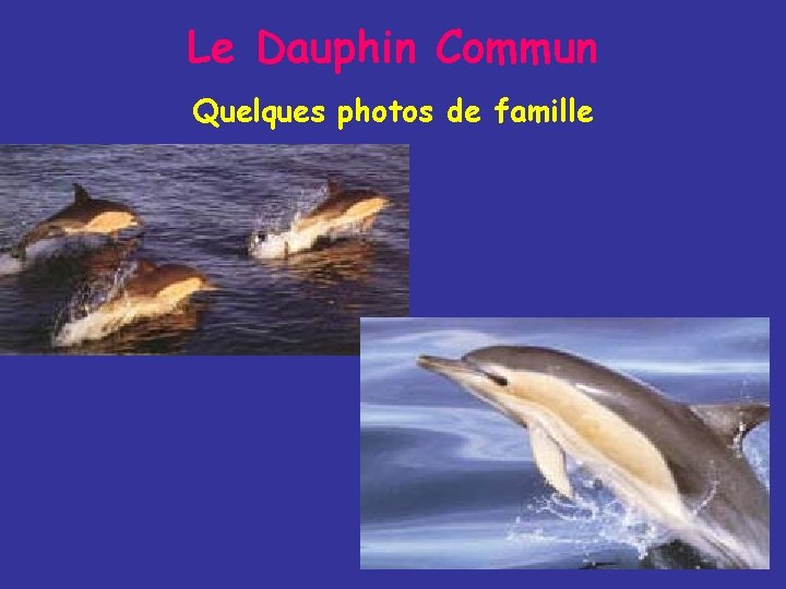 Le Dauphin Commun Quelques photos de famille 