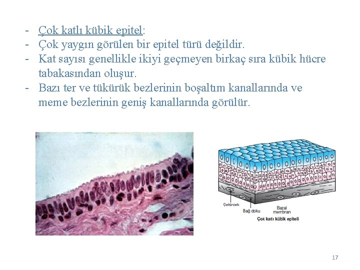 - Çok katlı kübik epitel: - Çok yaygın görülen bir epitel türü değildir. -