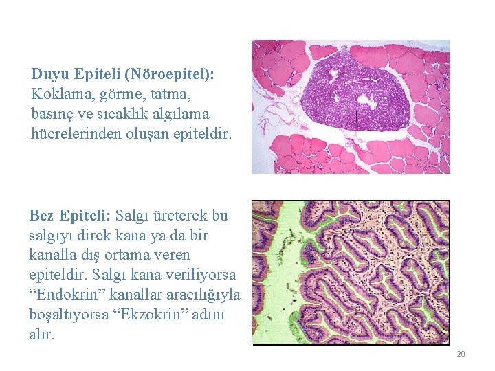 Duyu Epiteli (Nöroepitel): Koklama, görme, tatma, basınç ve sıcaklık algılama hücrelerinden oluşan epiteldir. Bez